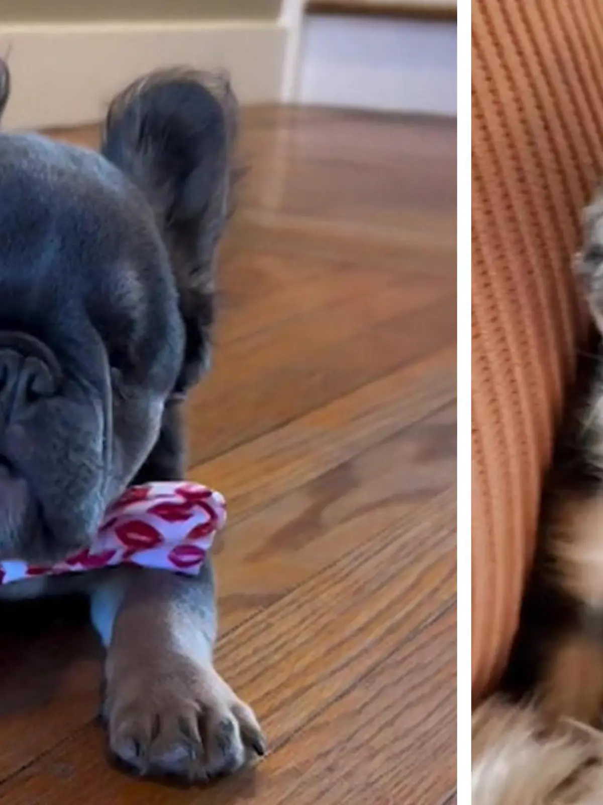 Die kleine französische Bulldogge kam ohne Augen auf die Welt. Aus diesem Grund wird sie im Alter von zwei Monaten von ihren Haltern im Internet verschenkt. Eine Auffangstation rettet den Hund und tauft ihn Bumblebee. Der Hof, der sich ansonsten um Ziegen mit Behinderungen kümmert, nimmt Bumblebee auf und kümmert sich liebevoll um ihn.