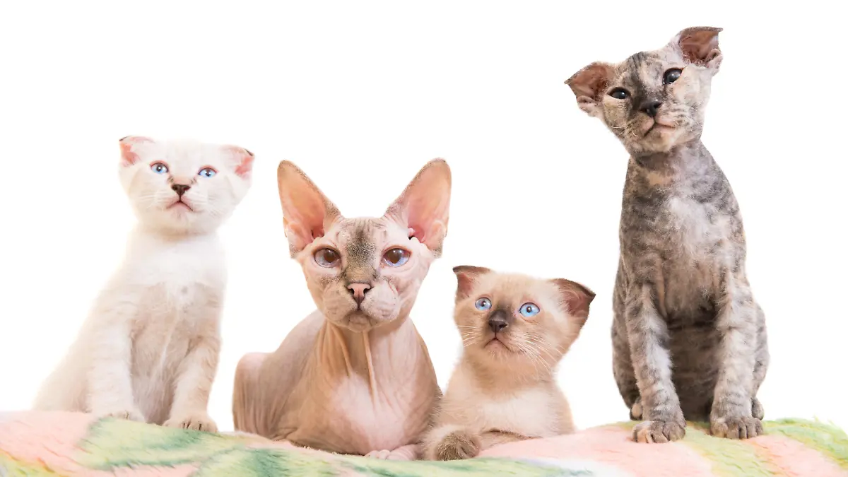 Purebred sphinx family- cat lying with kittens isolated on white background. Ukrainian levkoy breed