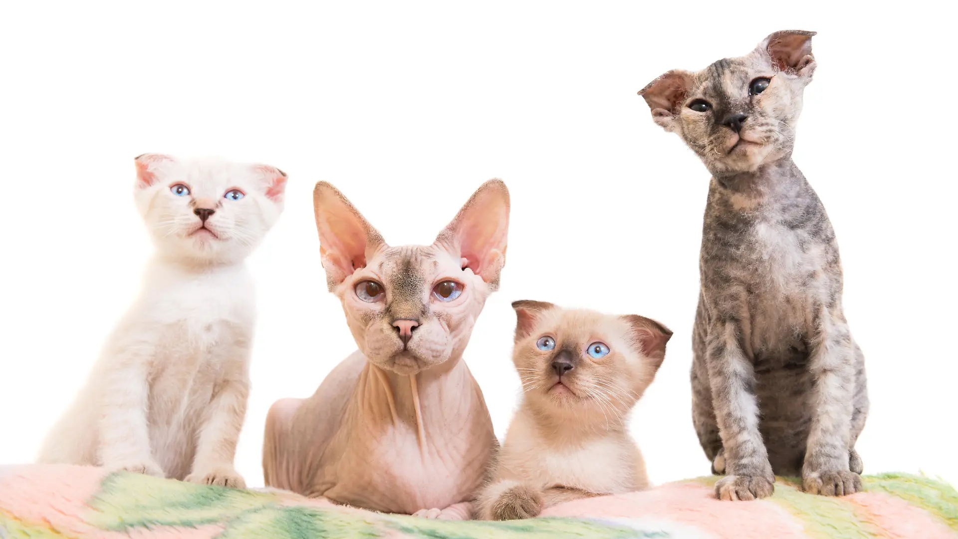 Purebred sphinx family- cat lying with kittens isolated on white background. Ukrainian levkoy breed
