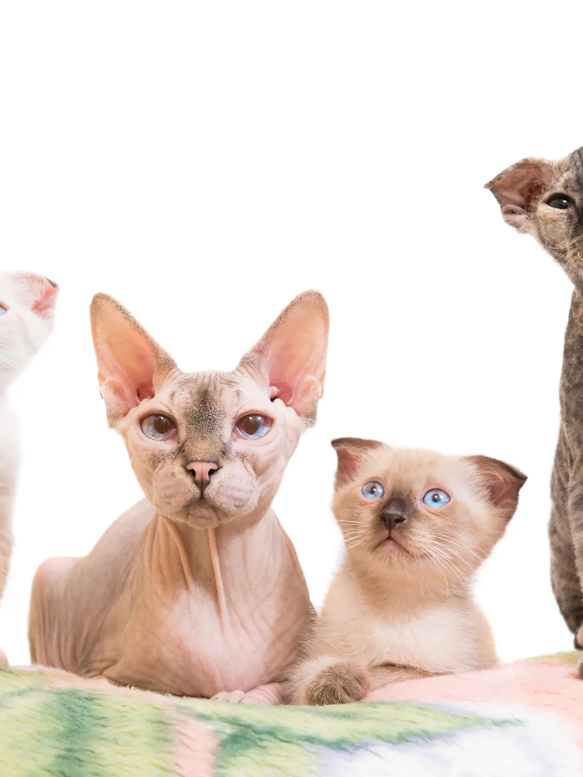 Purebred sphinx family- cat lying with kittens isolated on white background. Ukrainian levkoy breed