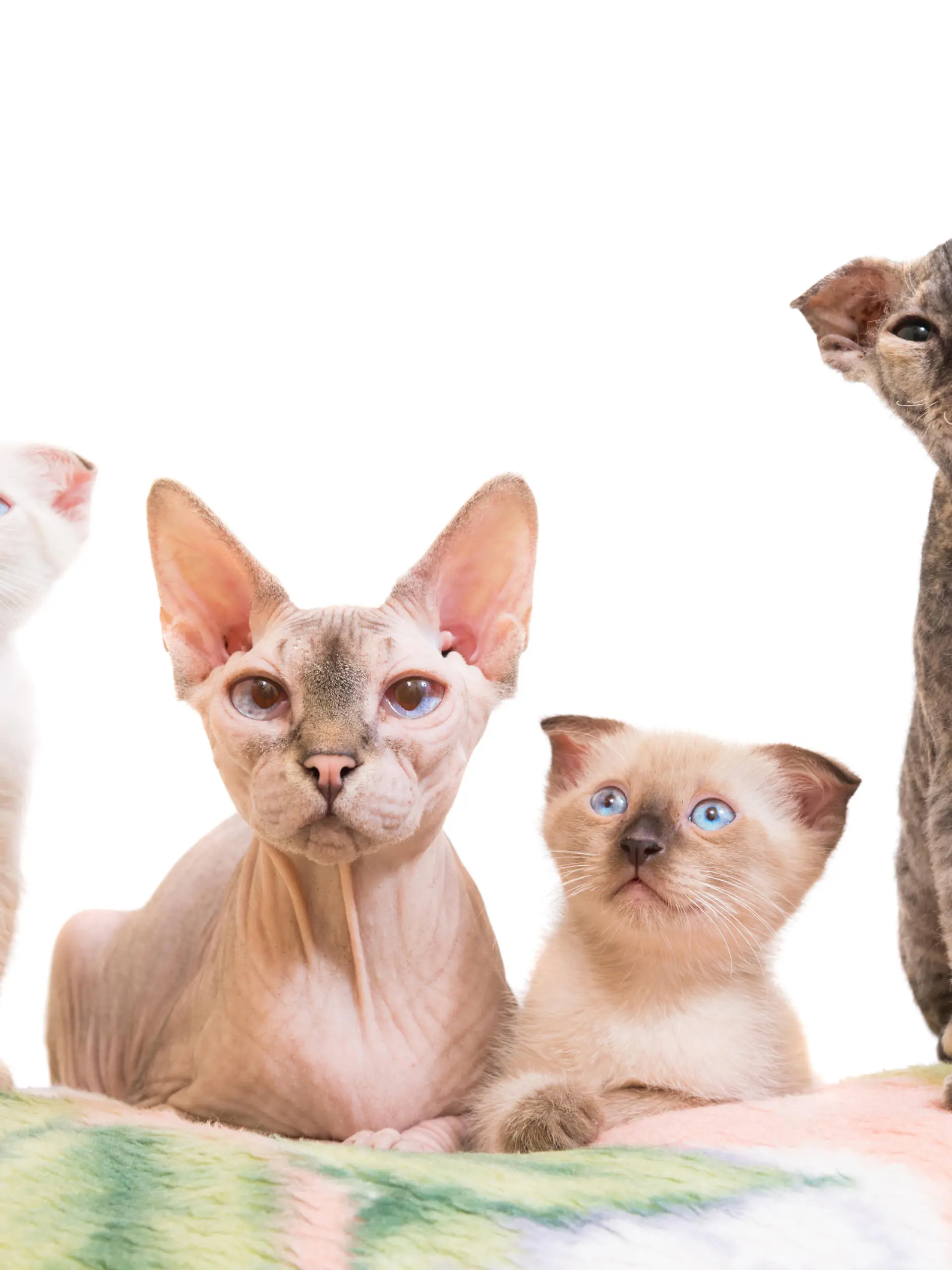 Purebred sphinx family- cat lying with kittens isolated on white background. Ukrainian levkoy breed