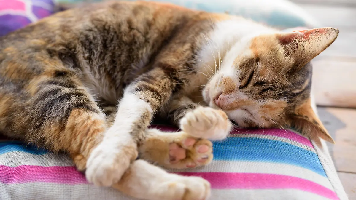 Portrait Of Cute Calico Cat Sleeping On The Cushion || Modellfreigabe vorhanden