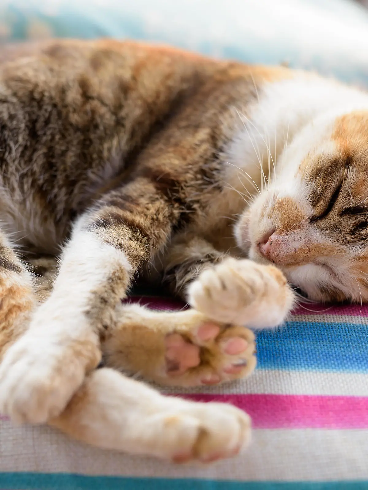 Portrait Of Cute Calico Cat Sleeping On The Cushion || Modellfreigabe vorhanden