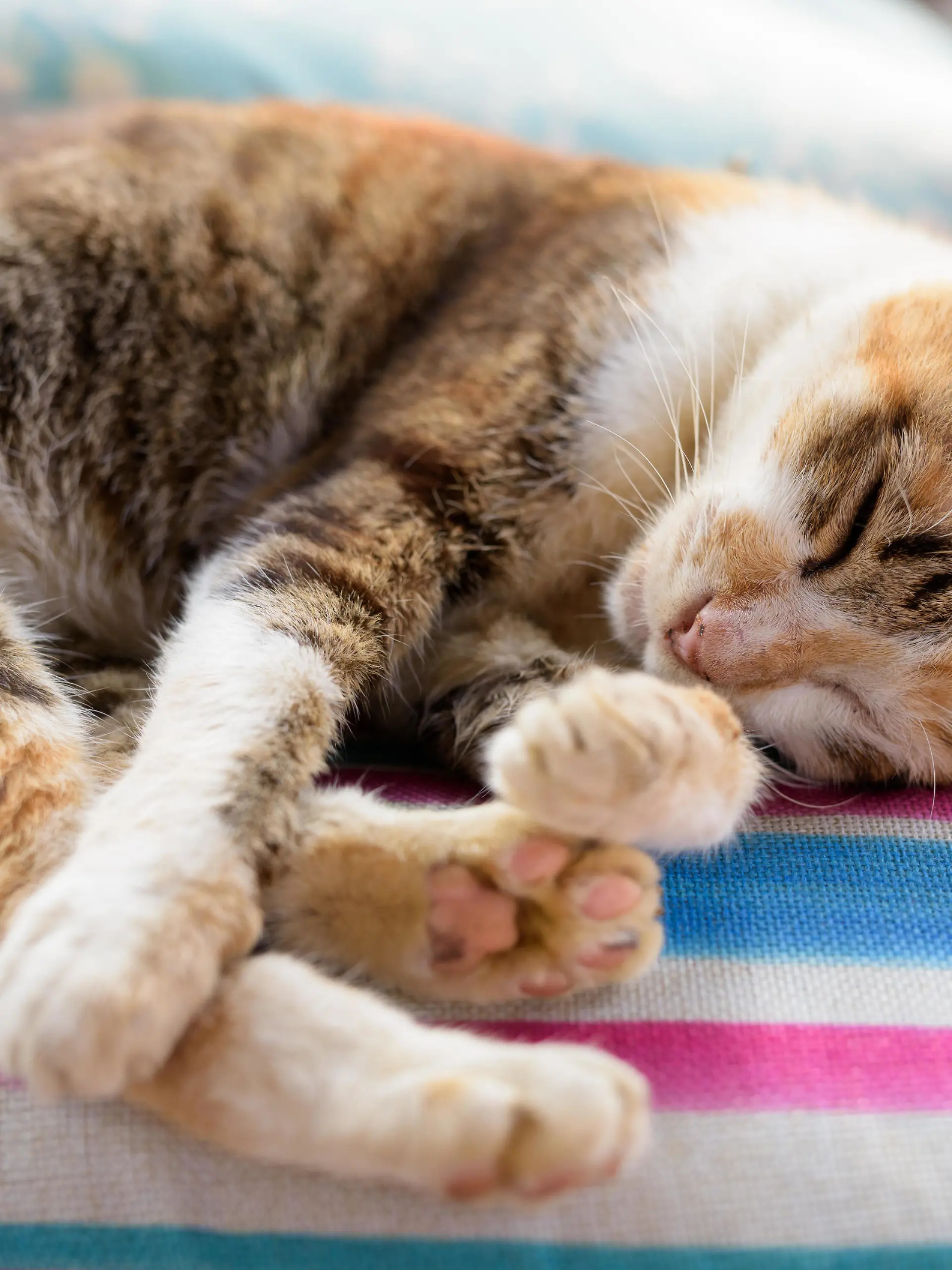 Portrait Of Cute Calico Cat Sleeping On The Cushion || Modellfreigabe vorhanden