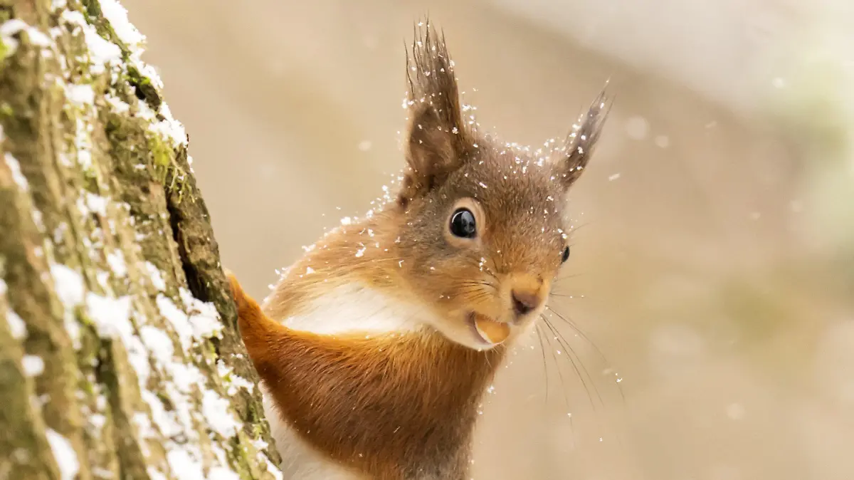 06.01.2022, Großbritannien, Hawes: Ein rotes Eichhörnchen sucht im Yorkshire Dales National Park im Neuschnee nach Nahrung. Die Meteorologen sagen für den Norden Englands im Laufe des Vormittags neue Schneefälle voraus. Foto: Danny Lawson/PA Wire/dpa +++ dpa-Bildfunk +++