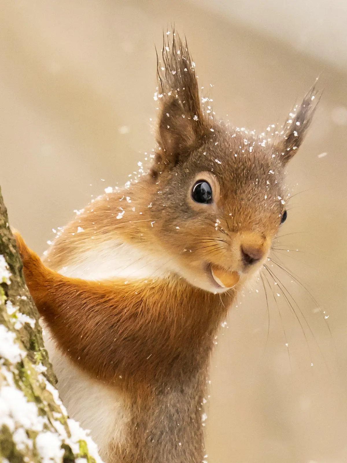 06.01.2022, Großbritannien, Hawes: Ein rotes Eichhörnchen sucht im Yorkshire Dales National Park im Neuschnee nach Nahrung. Die Meteorologen sagen für den Norden Englands im Laufe des Vormittags neue Schneefälle voraus. Foto: Danny Lawson/PA Wire/dpa +++ dpa-Bildfunk +++