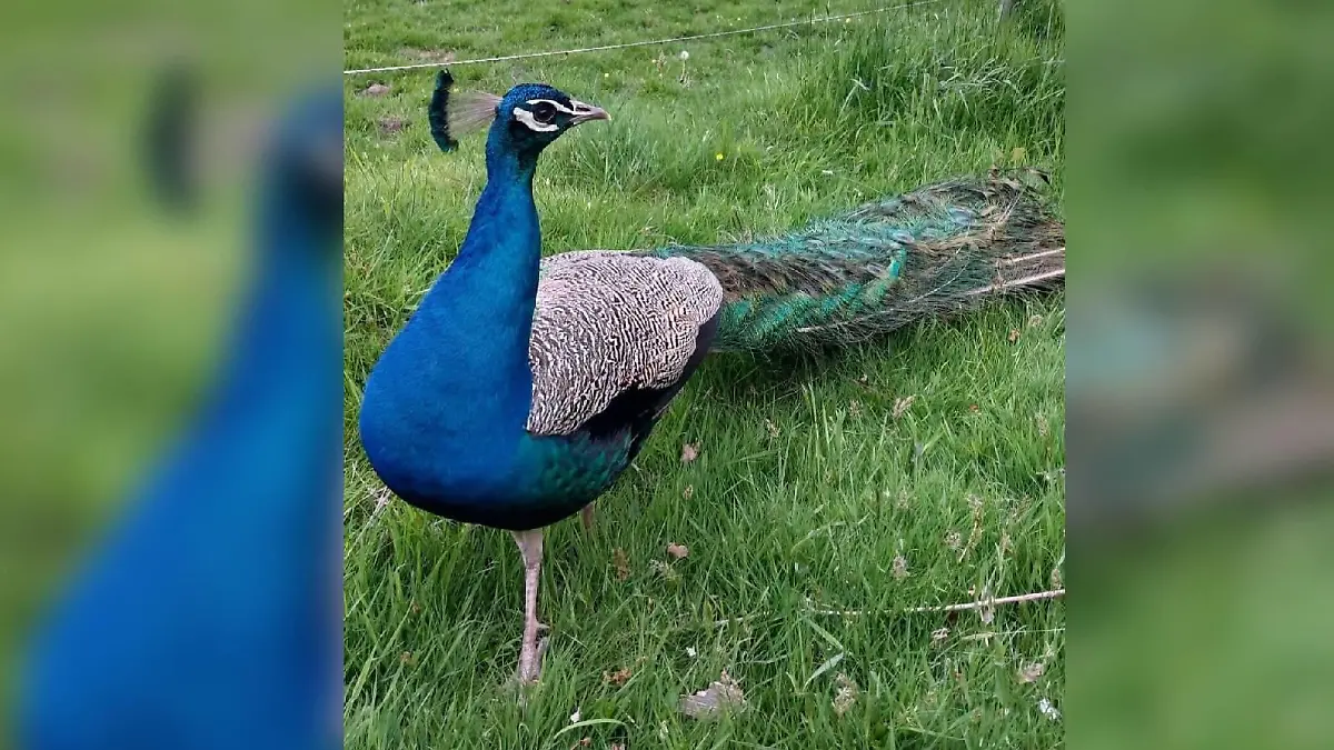 Pfau Heino (hier im Bild) laufe ihr ständig hinterher und sei extrem neugierig, erzählt Heike Brouwers.