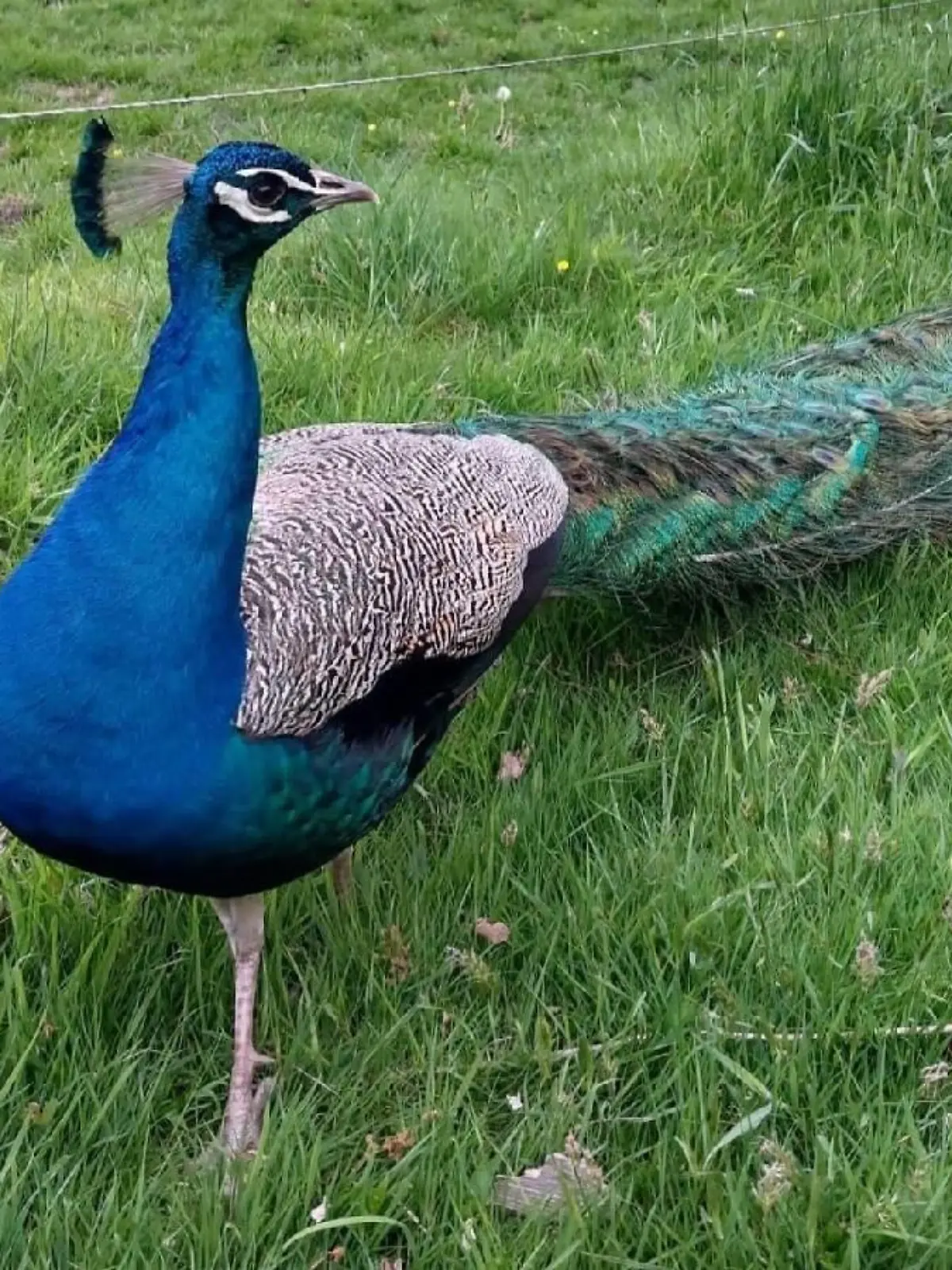Pfau Heino (hier im Bild) laufe ihr ständig hinterher und sei extrem neugierig, erzählt Heike Brouwers.