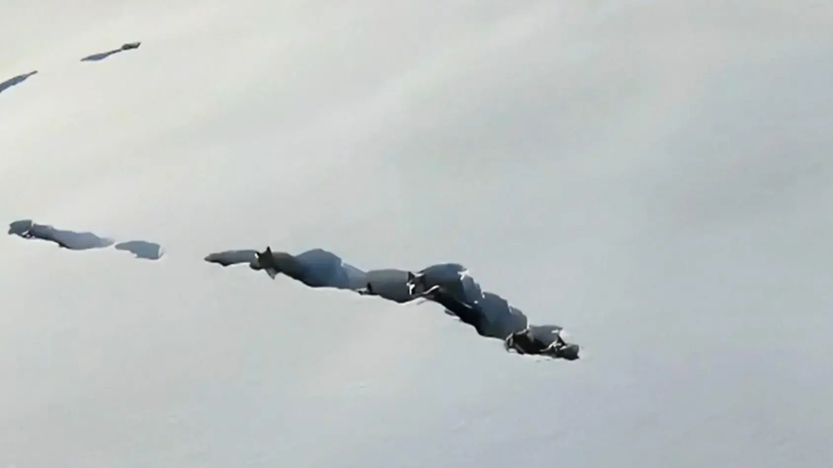 Wolfsrudel kämpft sich durch Schnee