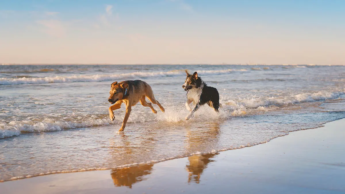 Two dogs running through the water at the beach in Europe.