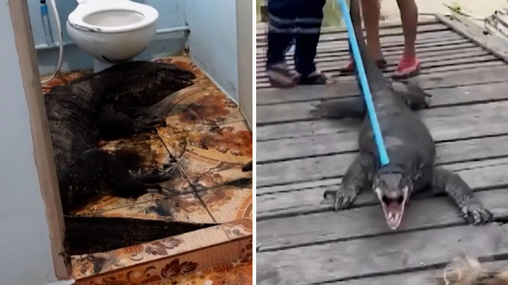 Badvorleger sieht aus wie Godzilla!