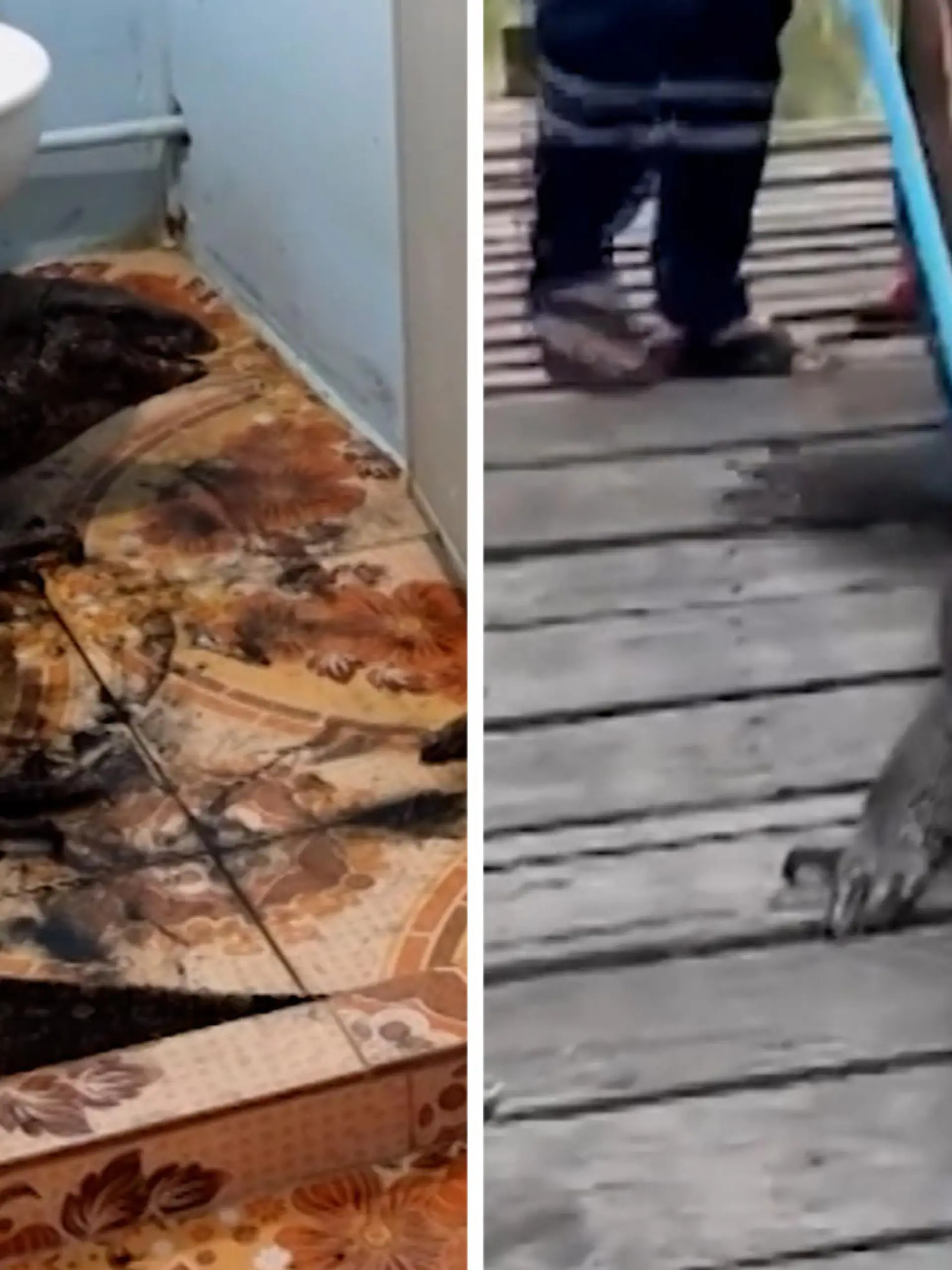 In Ruhe sein Geschäft verrichten ist hier nicht möglich!

Ausgerechnet ein riesiger Waran blockiert das Badezimmer. Er hatte sich zuvor scheinbar ins Haus geschlichen. Und da möchte er offensichtlich auch nicht mehr raus, mit fletschenden Zähnen versucht er sich gegen seine Retter zu wehren. Doch die schaffen es, zur Erleichterung der Hausbewohner, das große Tier wieder nach draußen in den angrenzenden Kanal zu befördern. 