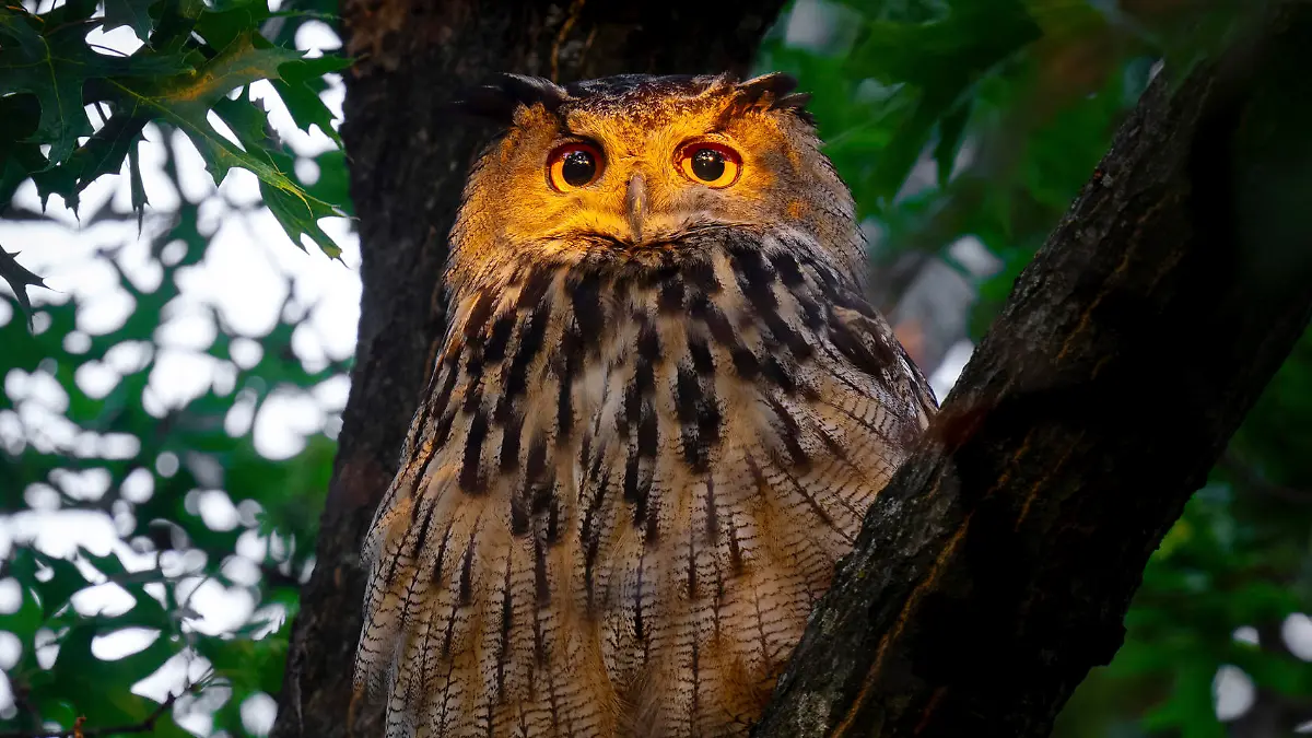 This photo provided by David Lei shows Flaco the owl, June 19, 2023, in New York. One year since his dramatic escape from the Central Park Zoo, Flaco, New York City’s beloved celebrity owl, is settling into a routine: lounging by day in Manhattan's stately courtyards, he spends his nights hooting atop water towers and preying on the city's abundanant rats. (Courtesy David Lei via AP)