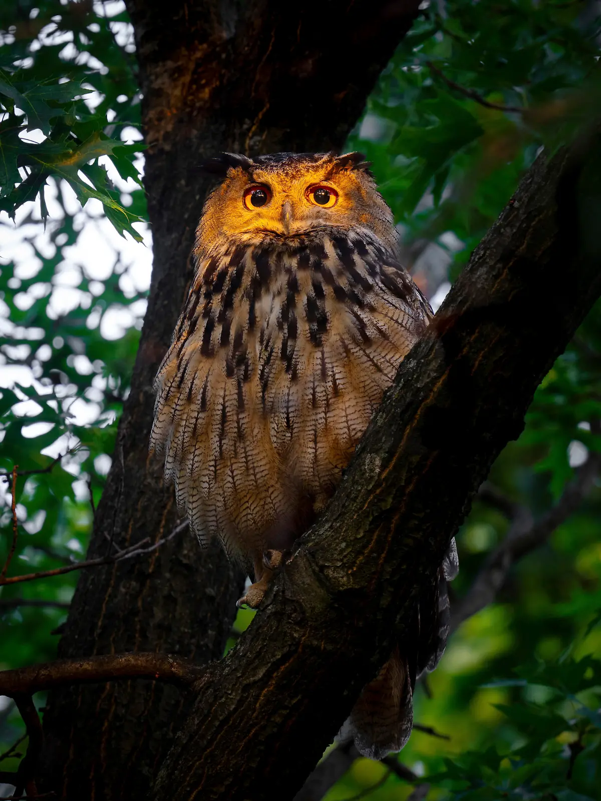 This photo provided by David Lei shows Flaco the owl, June 19, 2023, in New York. One year since his dramatic escape from the Central Park Zoo, Flaco, New York City’s beloved celebrity owl, is settling into a routine: lounging by day in Manhattan's stately courtyards, he spends his nights hooting atop water towers and preying on the city's abundanant rats. (Courtesy David Lei via AP)