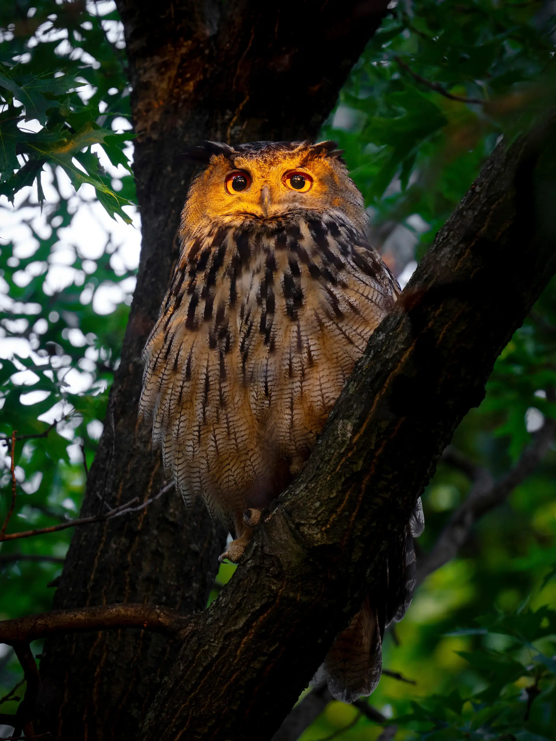 This photo provided by David Lei shows Flaco the owl, June 19, 2023, in New York. One year since his dramatic escape from the Central Park Zoo, Flaco, New York City’s beloved celebrity owl, is settling into a routine: lounging by day in Manhattan's stately courtyards, he spends his nights hooting atop water towers and preying on the city's abundanant rats. (Courtesy David Lei via AP)