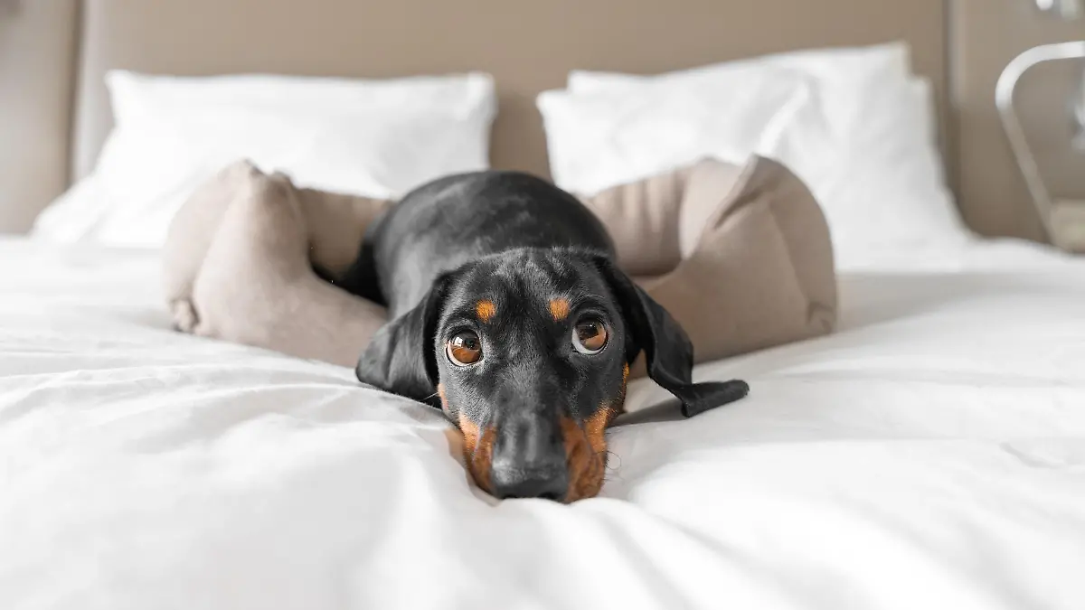 Cute dachshund pet lies in dog bed at dog-friendly hotel looking at camera. Black domestic friend relaxes in room on vacation close view