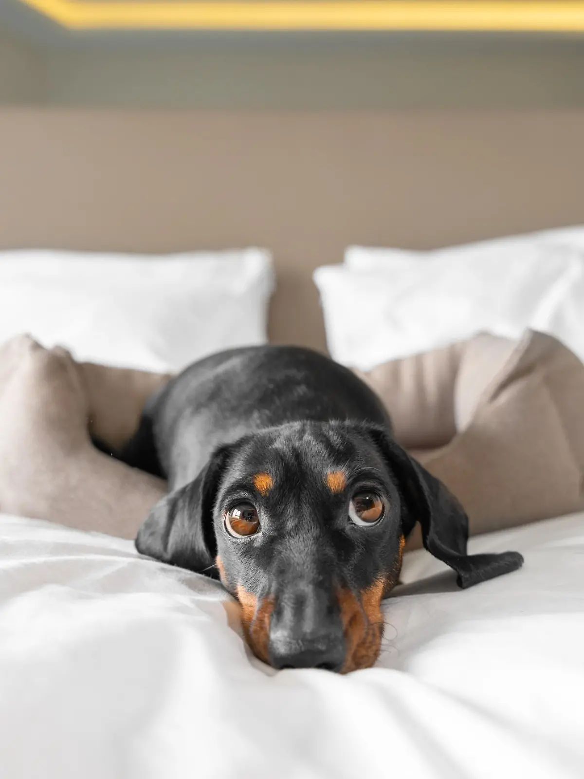 Cute dachshund pet lies in dog bed at dog-friendly hotel looking at camera. Black domestic friend relaxes in room on vacation close view