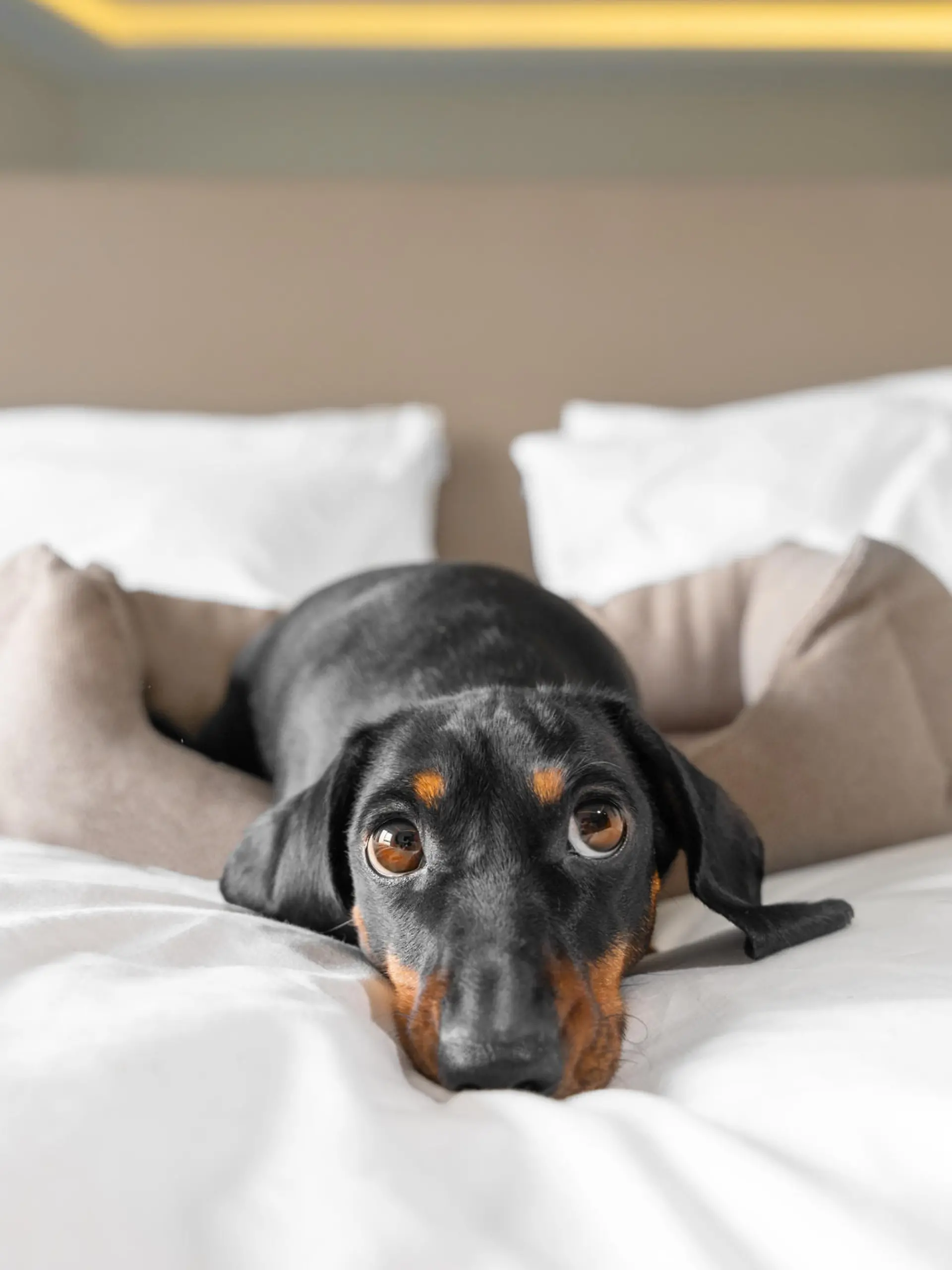 Cute dachshund pet lies in dog bed at dog-friendly hotel looking at camera. Black domestic friend relaxes in room on vacation close view