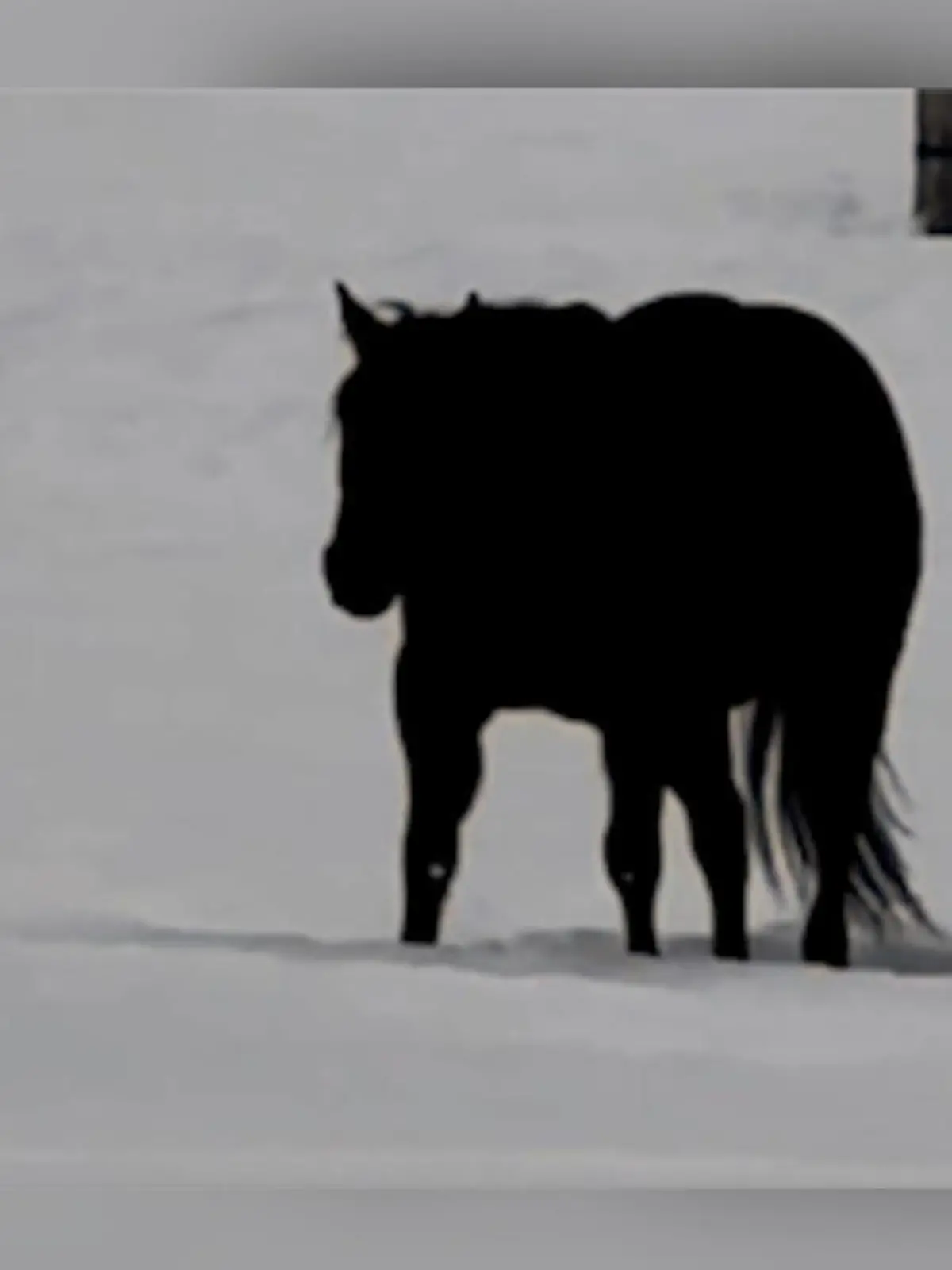 Dieses Foto sorgt im Netz für Diskussionen! 

Pferd Rudnik trabt auf einer Weide im Schnee - doch in welche Richtung eigentlich? Umso länger man das Bild betrachtet, desto mehr verschwimmen die beiden Möglichkeiten. Er könnte nach vorne, aber auch nach hinten laufen. Es lässt sich nicht eindeutig erkennen. Schuld daran ist eine optische Illusion. Besitzerin Alesia Willard zeigt mit einem Video auf ihrem Social Media Account, welche Richtung Pferd Rudnik wirklich einschlägt.