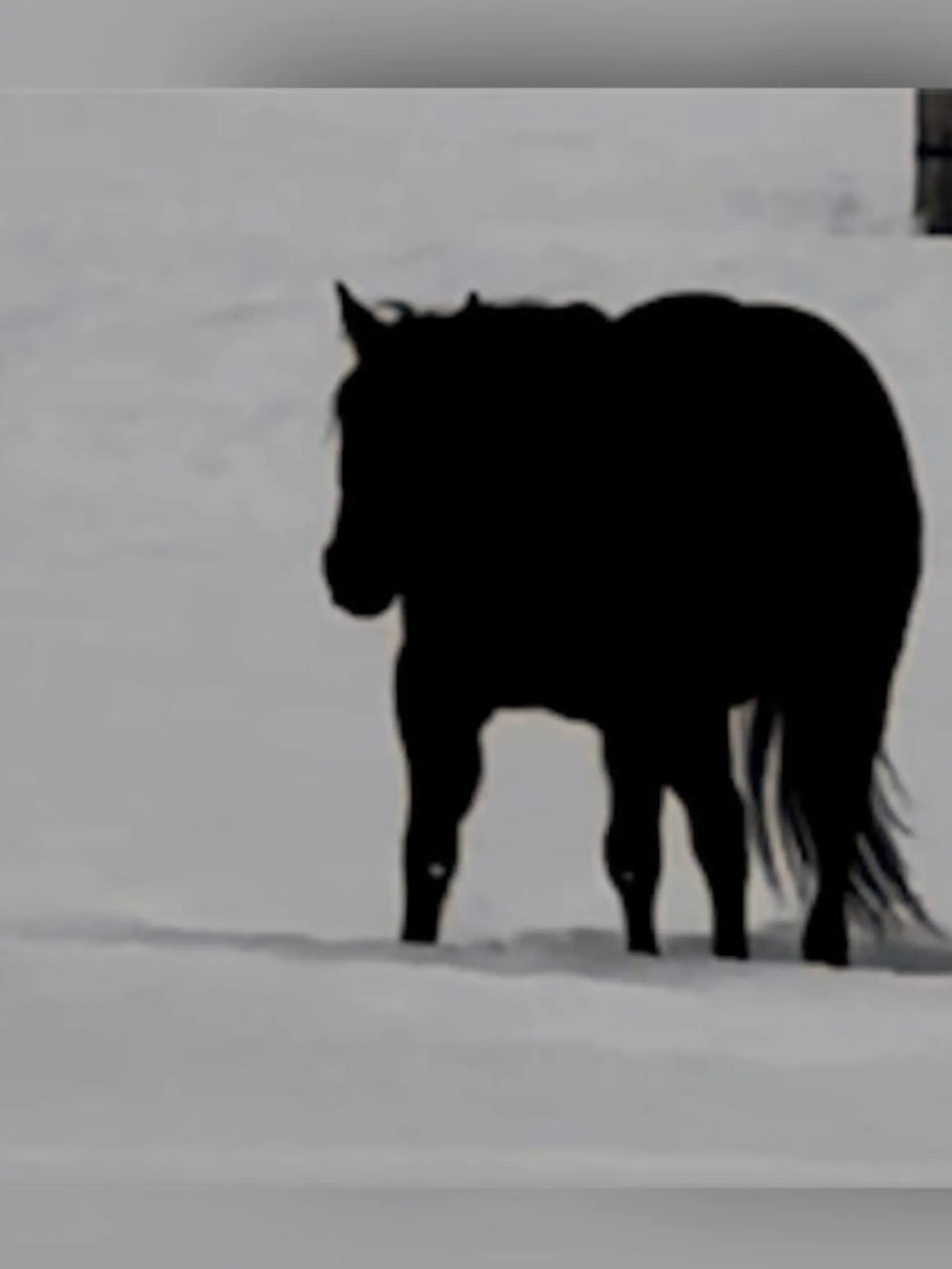 Dieses Foto sorgt im Netz für Diskussionen! 

Pferd Rudnik trabt auf einer Weide im Schnee - doch in welche Richtung eigentlich? Umso länger man das Bild betrachtet, desto mehr verschwimmen die beiden Möglichkeiten. Er könnte nach vorne, aber auch nach hinten laufen. Es lässt sich nicht eindeutig erkennen. Schuld daran ist eine optische Illusion. Besitzerin Alesia Willard zeigt mit einem Video auf ihrem Social Media Account, welche Richtung Pferd Rudnik wirklich einschlägt.