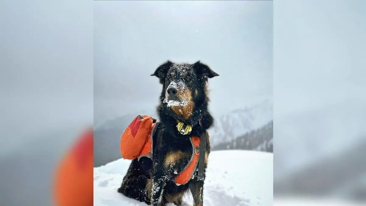 Vor 11 Monaten verschwindet Ullr bei einer Lawine - jetzt sieht ihn sein Herrchen das erste Mal wieder.
