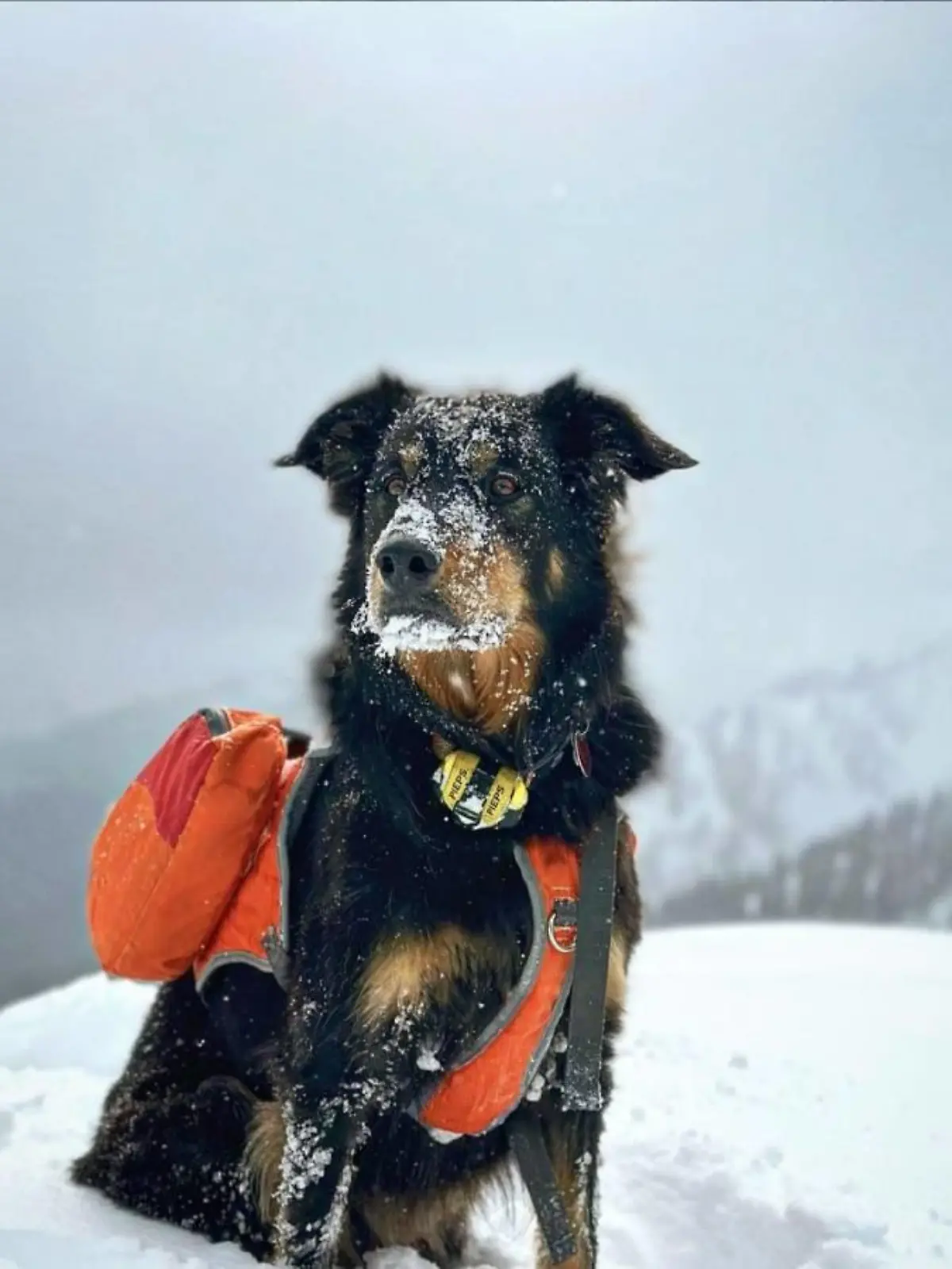 Vor 11 Monaten verschwindet Ullr bei einer Lawine - jetzt sieht ihn sein Herrchen das erste Mal wieder.