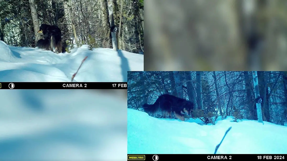 Wildkameras sollen Ullr am 17. und 18. Februar aufgenommen haben.