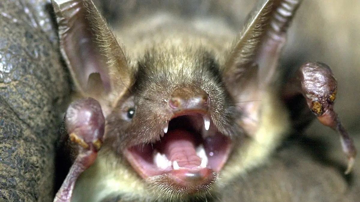 Eine Fledermaus der Art «Großes Mausohr» hat das Maul weit aufgerissen und die Ohren aufgestellt.