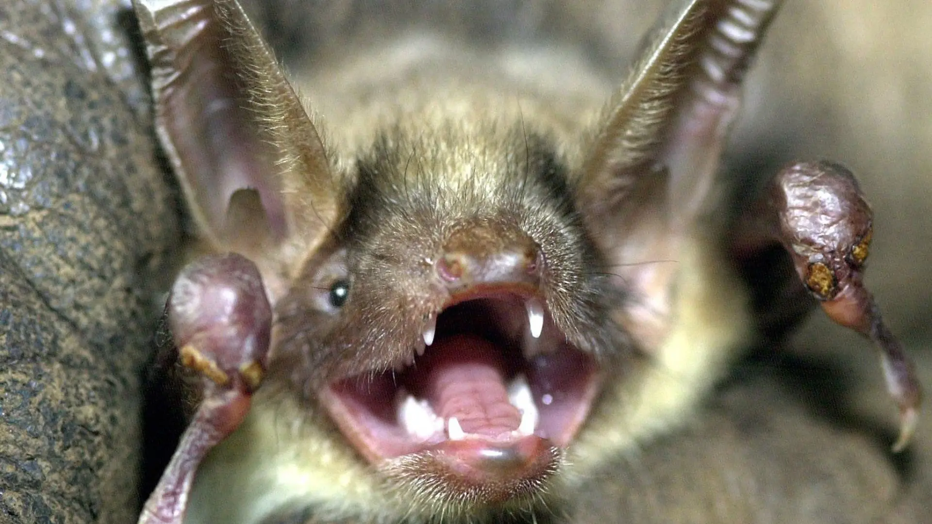 Eine Fledermaus der Art «Großes Mausohr» hat das Maul weit aufgerissen und die Ohren aufgestellt.
