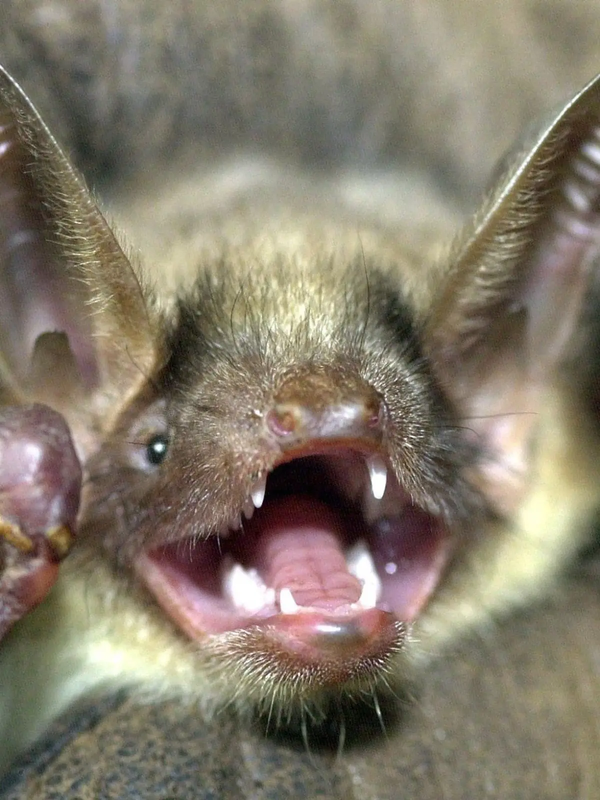 Eine Fledermaus der Art «Großes Mausohr» hat das Maul weit aufgerissen und die Ohren aufgestellt.