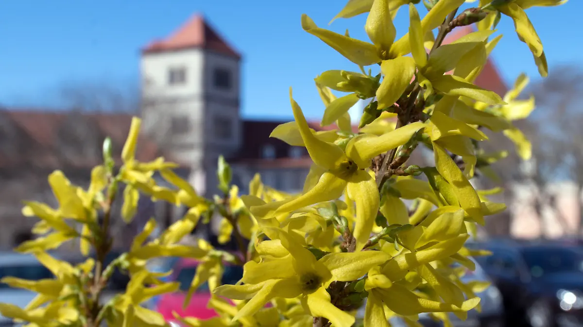 In voller Blüte steht ein Strauch der Forsythie am 27.03.2017 vor der Moritzburg in Halle/Saale (Sachsen-Anhalt). Die neue Woche startet mit sonnigem Frühlingswetter und angenehm warmen Temperaturen. Foto: Hendrik Schmidt/dpa-Zentralbild/ZB +++(c) ZB-FUNKREGIO OST - Honorarfrei nur für Bezieher des ZB-Regiodienstes+++ +++ dpa-Bildfunk +++