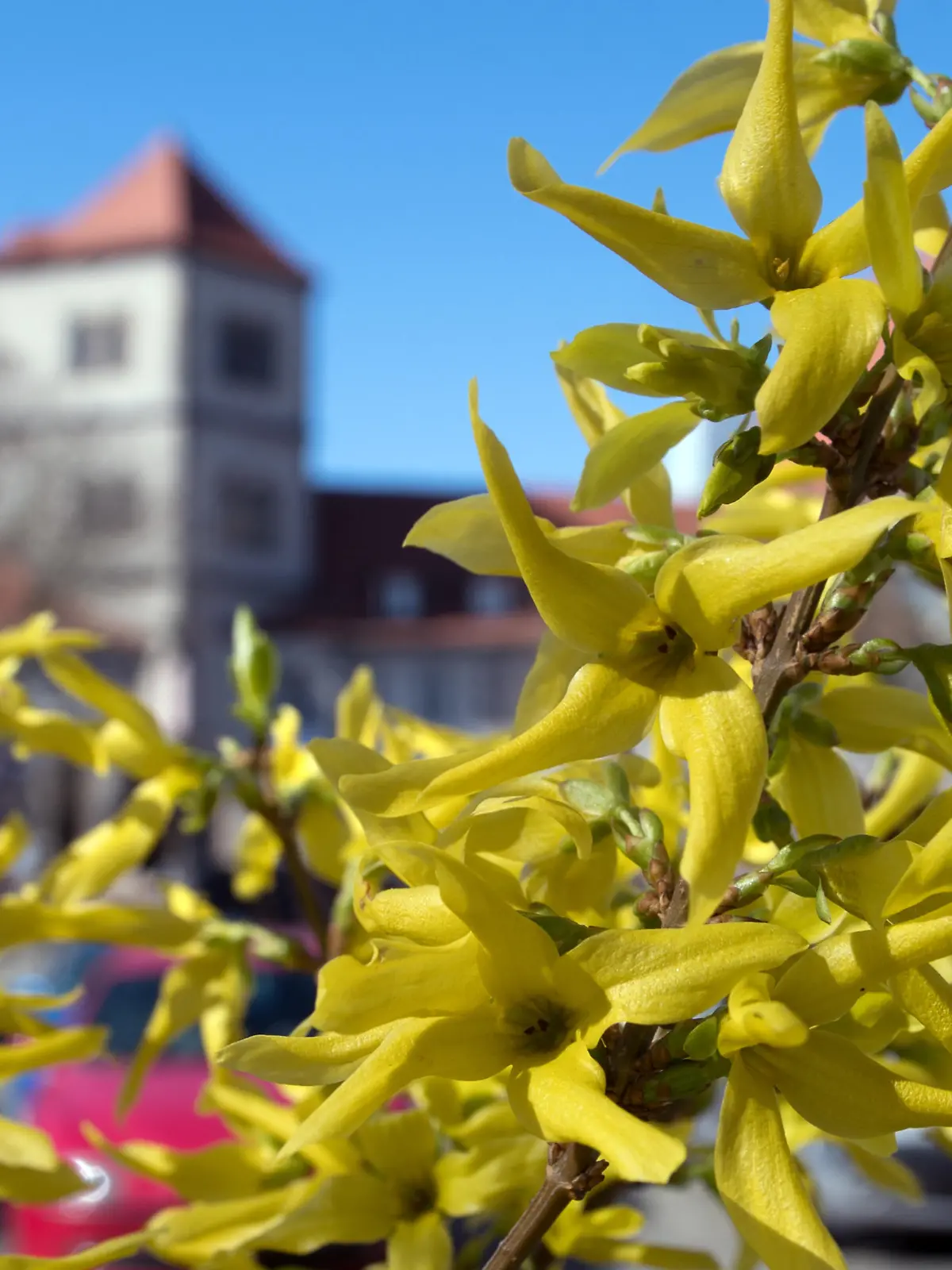 In voller Blüte steht ein Strauch der Forsythie am 27.03.2017 vor der Moritzburg in Halle/Saale (Sachsen-Anhalt). Die neue Woche startet mit sonnigem Frühlingswetter und angenehm warmen Temperaturen. Foto: Hendrik Schmidt/dpa-Zentralbild/ZB +++(c) ZB-FUNKREGIO OST - Honorarfrei nur für Bezieher des ZB-Regiodienstes+++ +++ dpa-Bildfunk +++