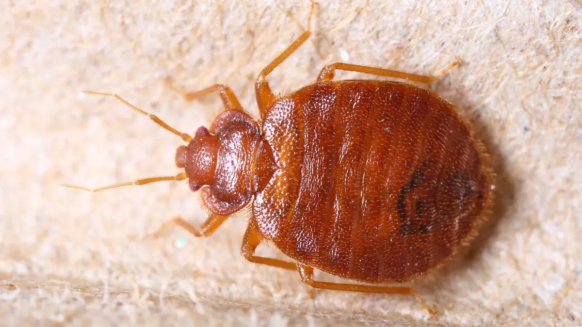 Close up cimex lectularius on corrugated recycle paper