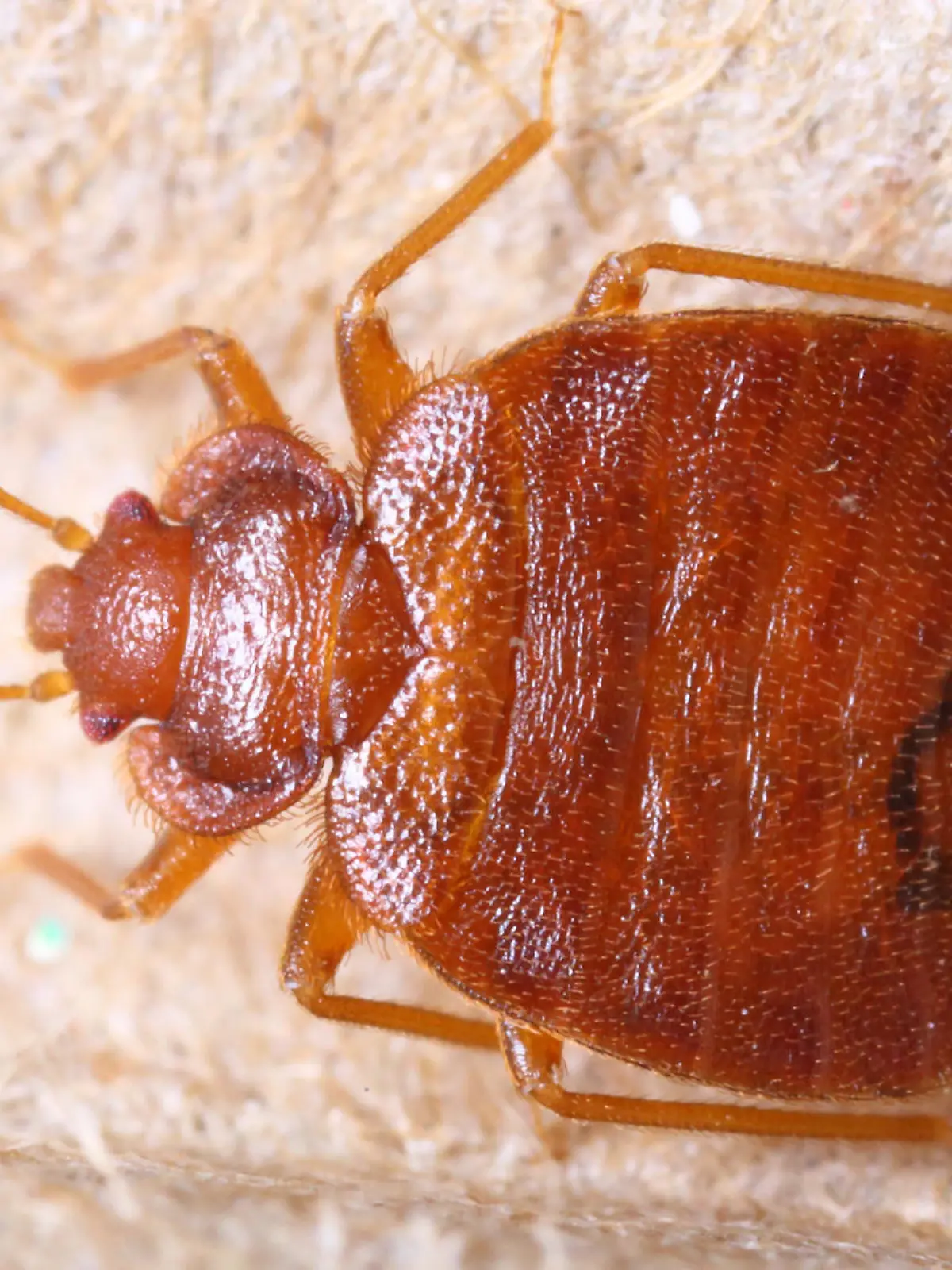 Close up cimex lectularius on corrugated recycle paper