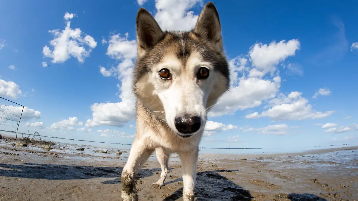 Hund am Strand