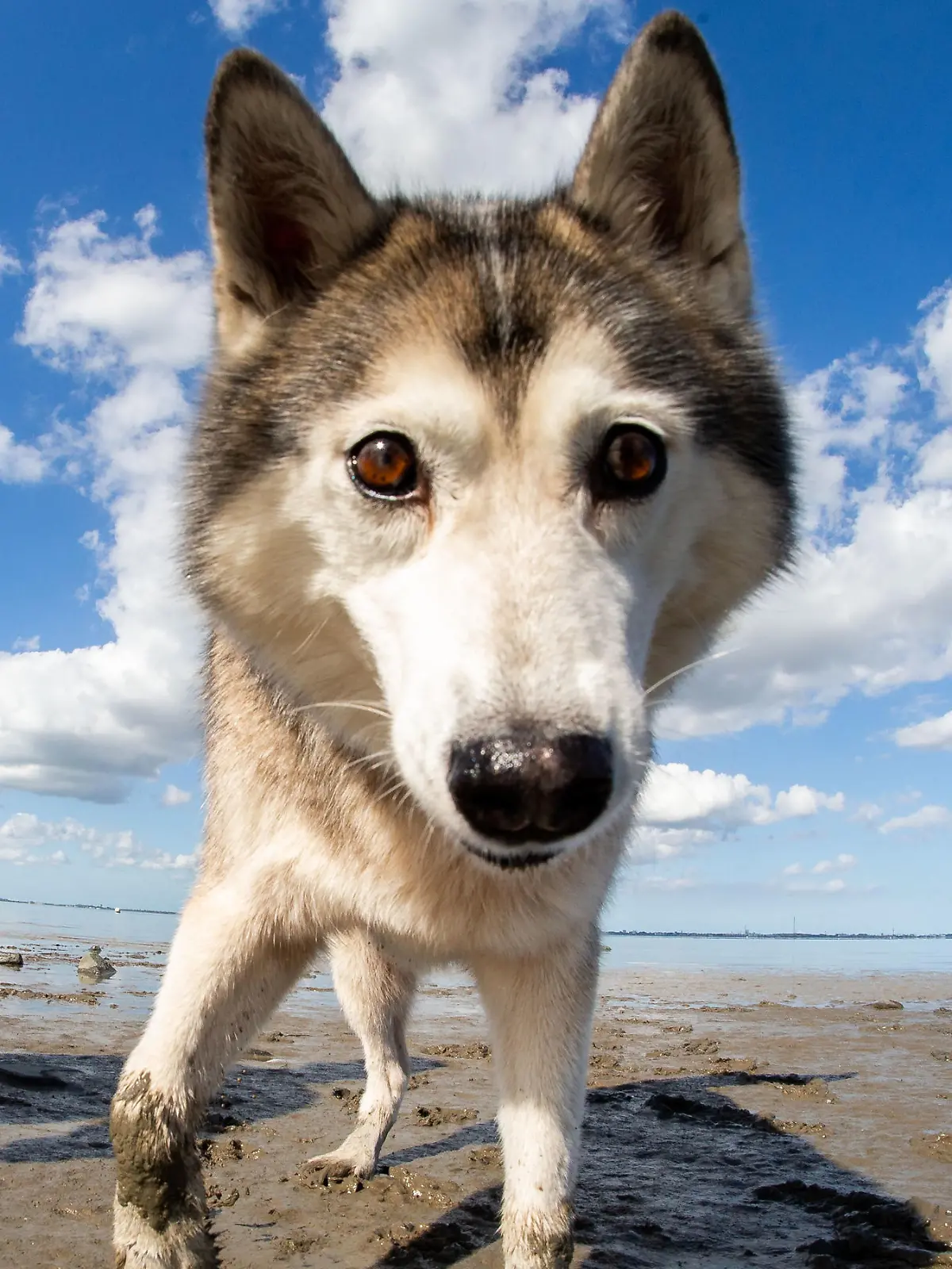 Hund am Strand