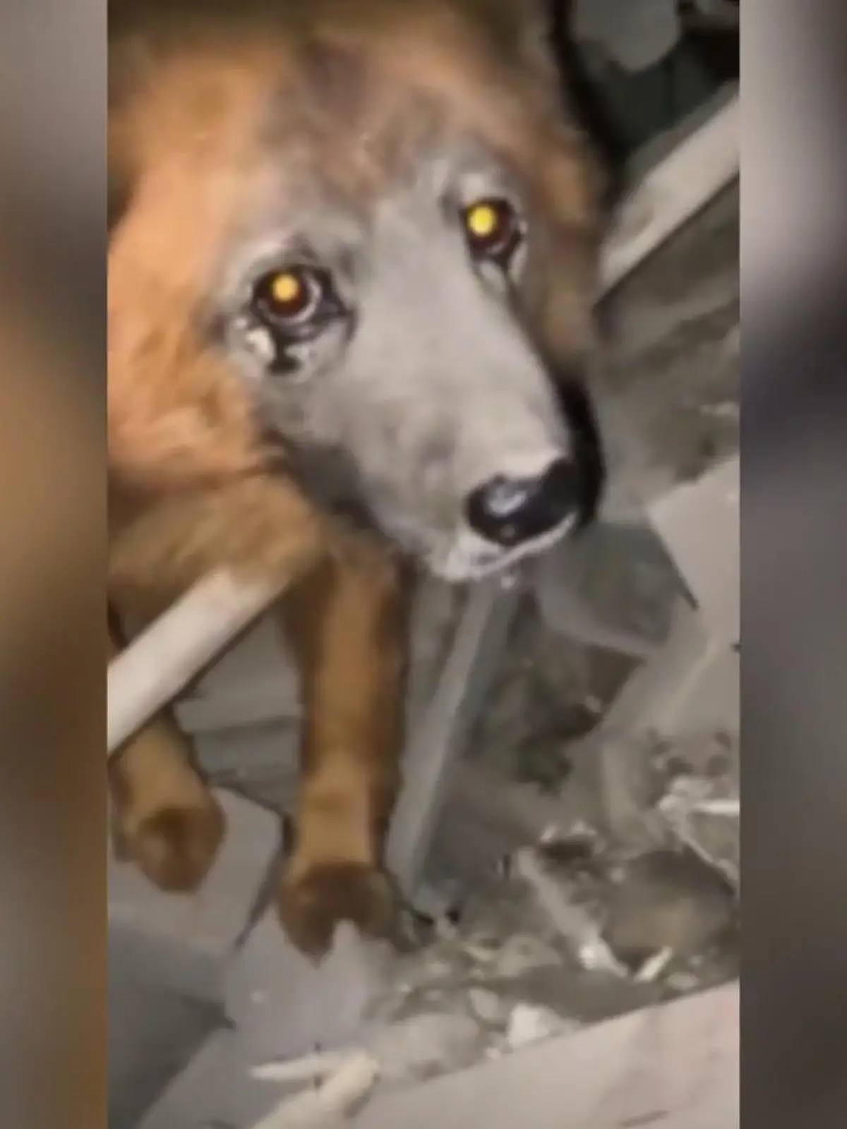 Jegliche Versuche, Krym von den Trümmern zu bewegen, scheitert. Krym, dieser blinde und taube Hund, steht vor den Ruinen seines Lebens. Denn hier hat seine Familie gewohnt. Bei einem russischen Angriff auf ein Wohngebiet der ukrainischen Stadt Dnipro wurde sein Zuhause getroffen. Vier Personen starben, darunter auch die Familie des Hundes.
Selbst während der Rettungsarbeiten soll Krym Wache gehalten haben. Helfer einer Tierklinik nahmen ihn schließlich mit. Er trug beim Angriff mehrere Prellungen davon und soll nun aufgepeppelt werden.