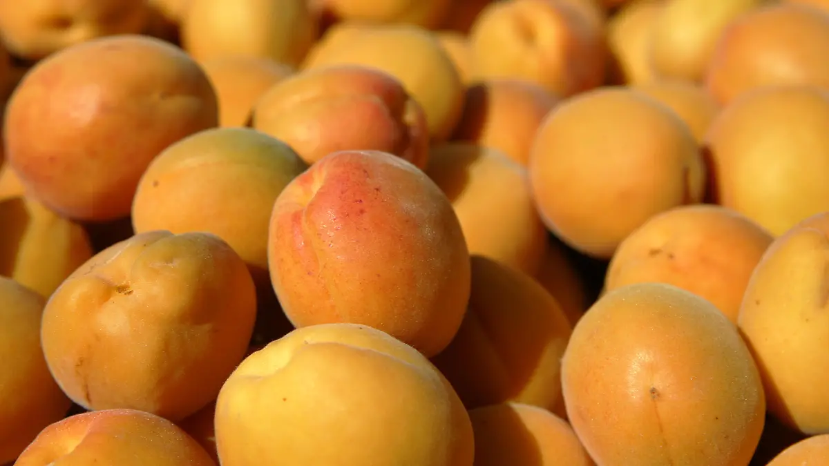 Aprikosen, aufgenommen am 18.07.2006 bei der Obstproduktion Höhnstedt GmbH in Sachsen-Anhalt. Die Aprikose stammt aus dem Nordosten Chinas. Die Römer brachten sie schließlich 70 vor Christus über Griechenland nach Europa. Im traditionellen Aprikosenanbaugebiet Höhnstedt rechnet die Firma in diesem Jahr mit 80 bis 100 Tonnen der Früchte. Das sind gut doppelt soviel, wie im vergangenen Jahr. Ein Großteil der Ernte geht in den Direktverkauf, aus dem Rest wird Konfitüre und Obstbrand. Foto: Jan Woitas +++(c) dpa - Report+++