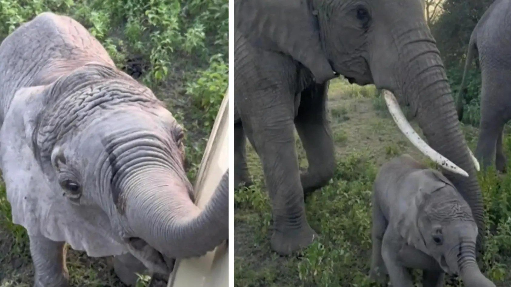 Touristen trauen ihren Augen nicht