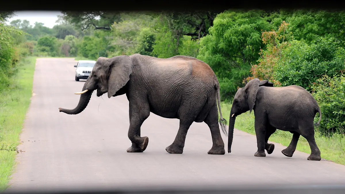 ARCHIV - 10.12.2009, Südafrika, Krüger-Park: Afrikanische Elefanten laufen im Kruger-Nationalpark in der Provinz Mpumalanga über eine asphaltierte Straße, im Hintergrund fährt ein Auto. (zu dpa "Deutscher Tourist bei Überfall im Kruger-Nationalpark getötet") Foto: Bernd Weißbrod/dpa +++ dpa-Bildfunk +++