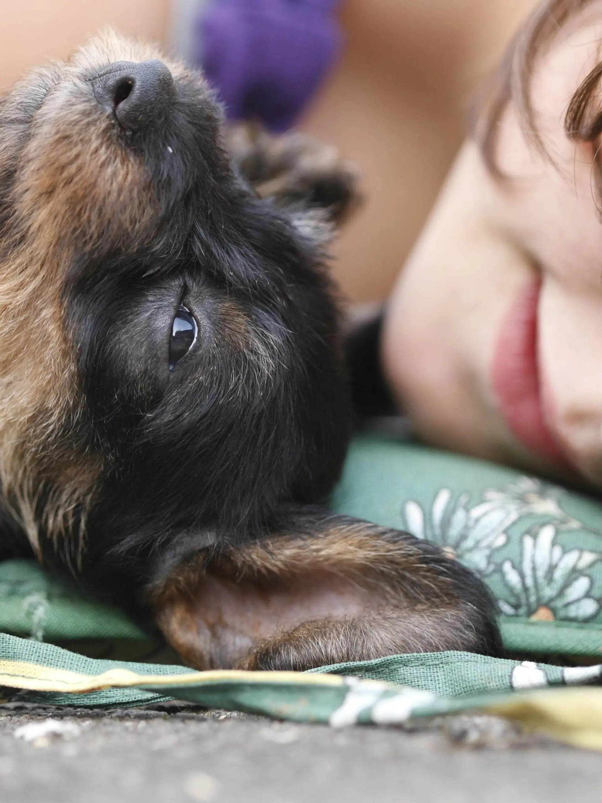 Kind und Welpe liegen nebeneinander