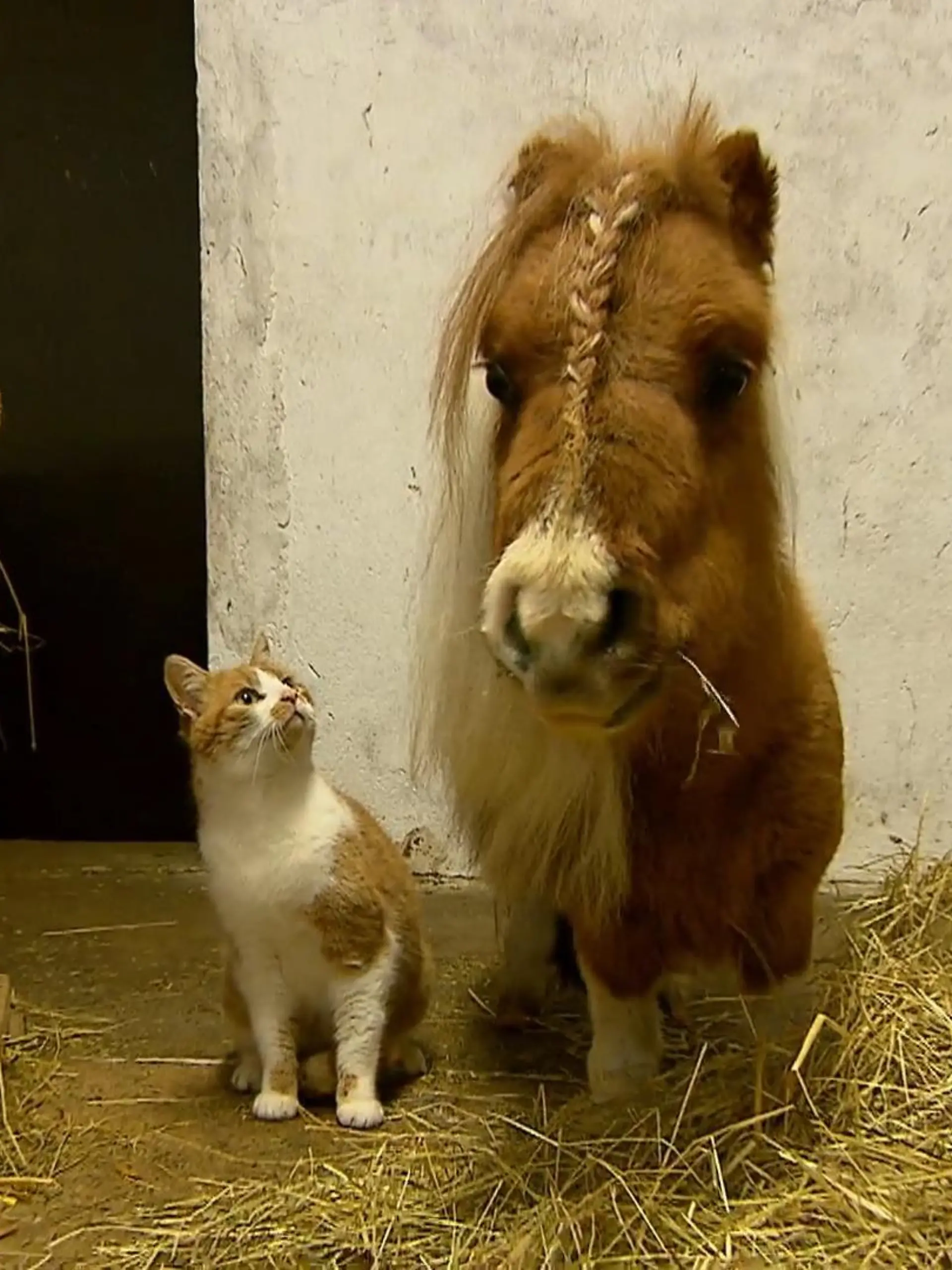 Bild zu: "Kleinstes Pferd und Kater sind Kumpels"