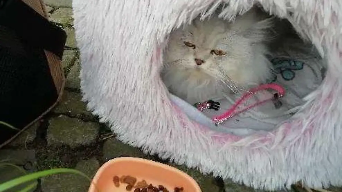 Katze_Nahaufnahme