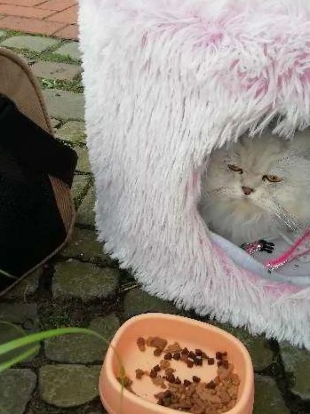 Katze_Nahaufnahme