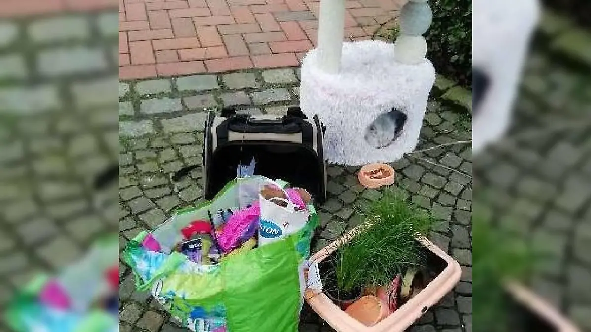 Futter, ein Kratzbaum, allerlei Zubehör
