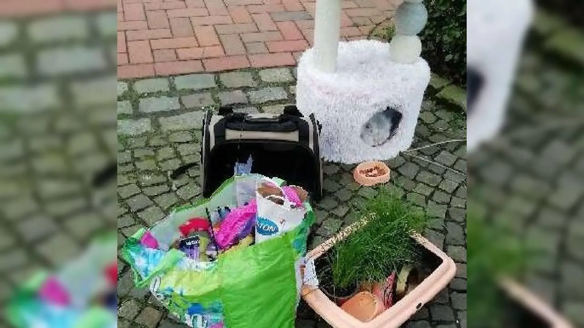 Futter, ein Kratzbaum, allerlei Zubehör