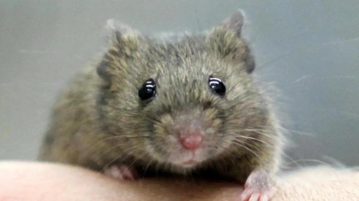 Eine Hausmaus sitzt auf einer Hand