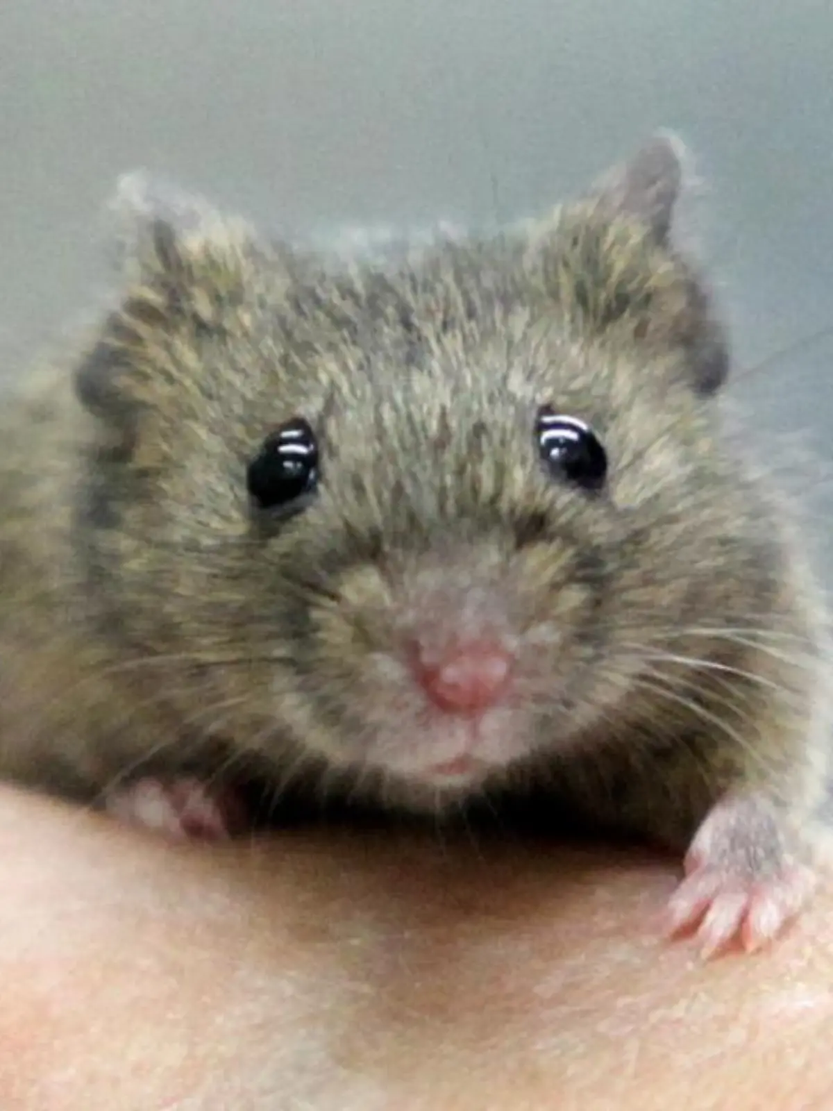 Eine Hausmaus sitzt auf einer Hand