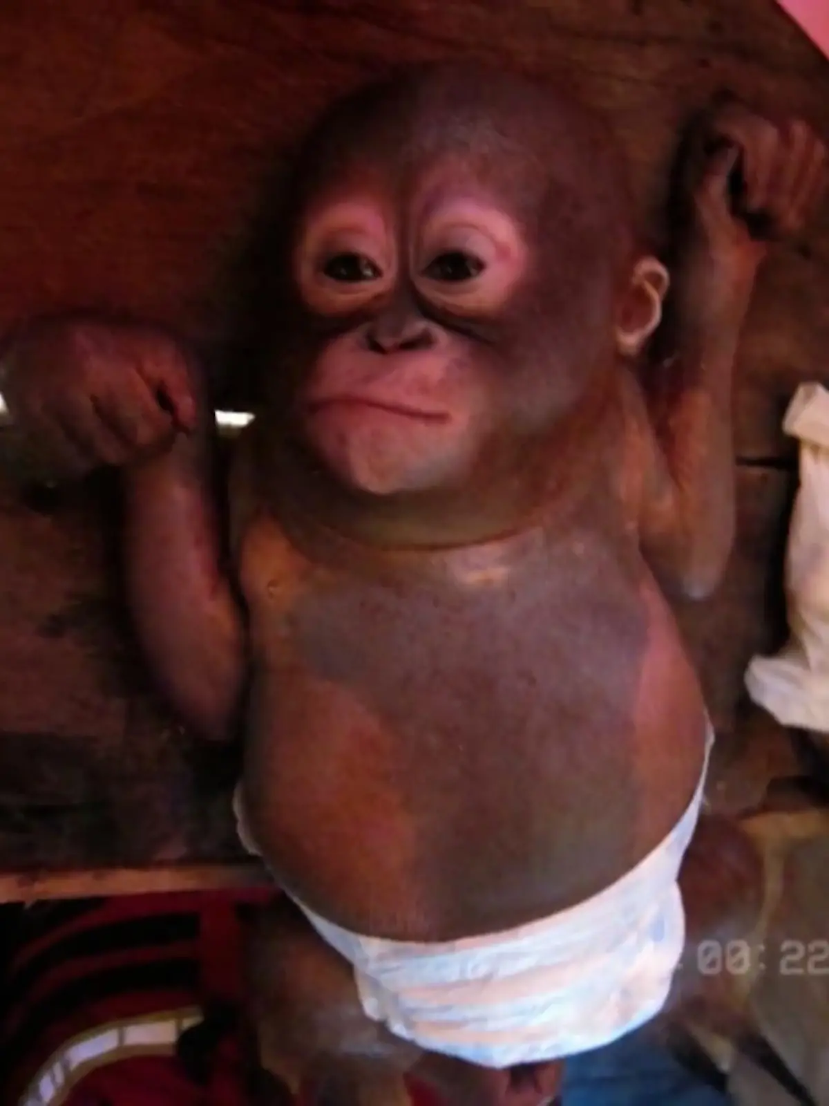 Bild zu: "Orang-Utan Budi in Freiheit entlassen"