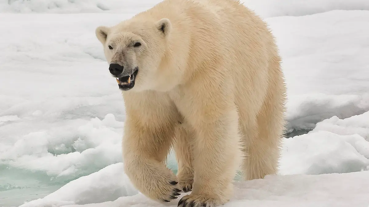 Female polar bear (Ursus maritimus), Svalbard Archipelago, Barents Sea, Norway, Scandinavia, Europe